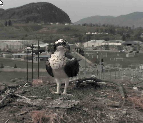 Osprey Picture
